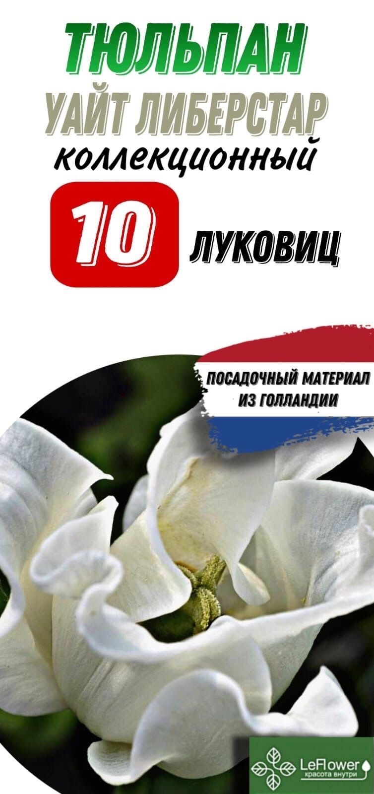 Тюльпан уайт либерстар