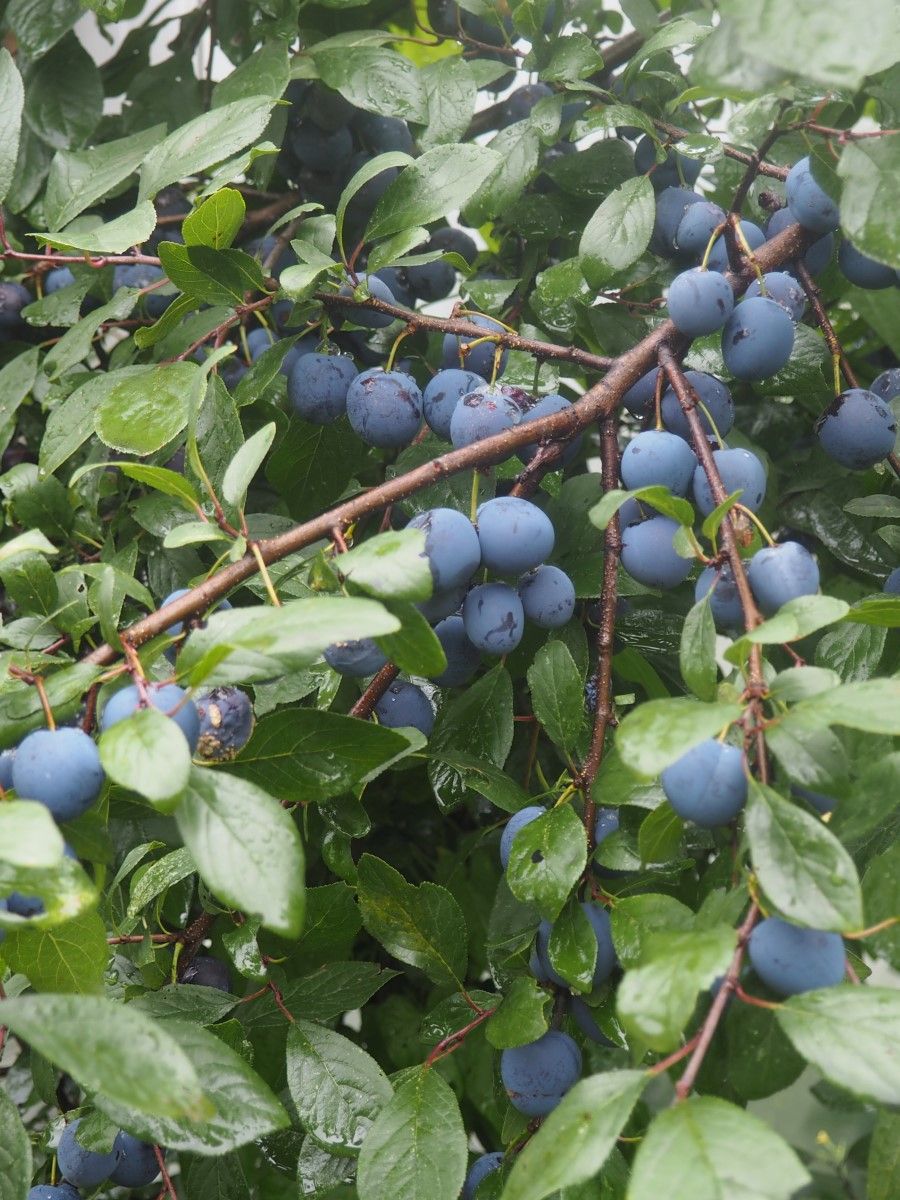 Слива колючая (Терн) (Prunus spinosa)