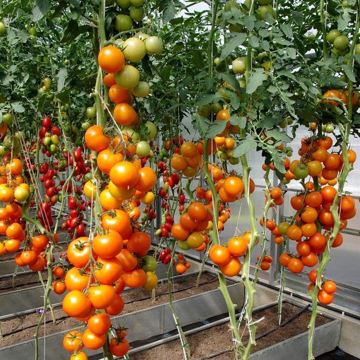 Земледелец сорт томатов. Томат черри Златояр f1. Томат черри оранжевый земледелец.