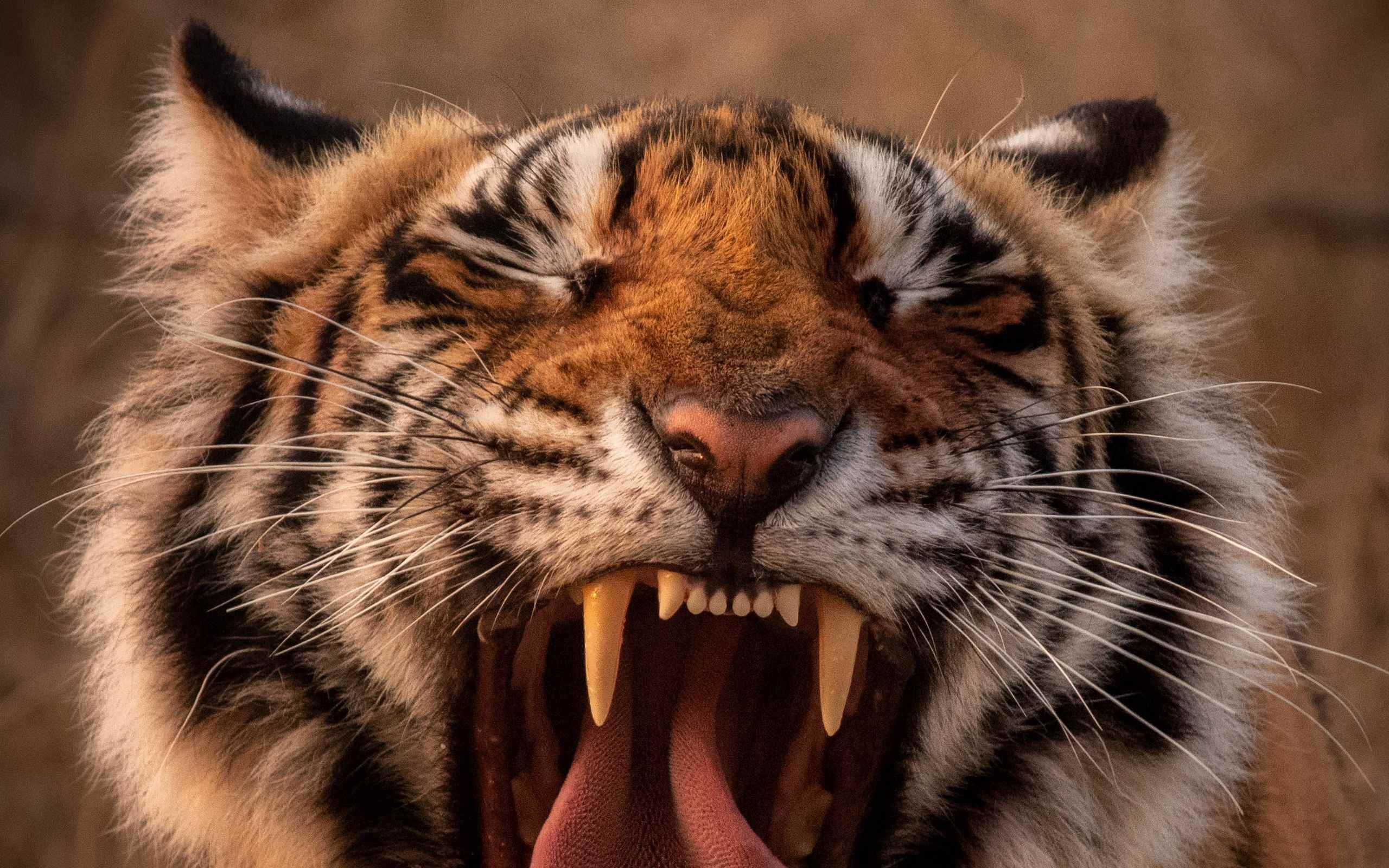 Рычащий тигр ревущий. Тигр с высунутым языком. Хищники животные. Рев тигра.