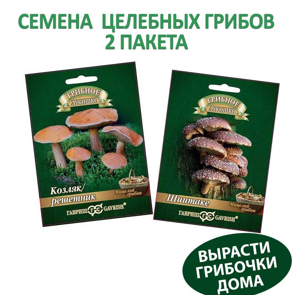 Какие лечебные грибы. Лекарственные грибы. доклад про грибы 2 класс.