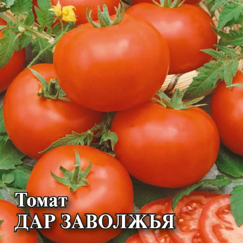 Сорт помидор дары Заволжья