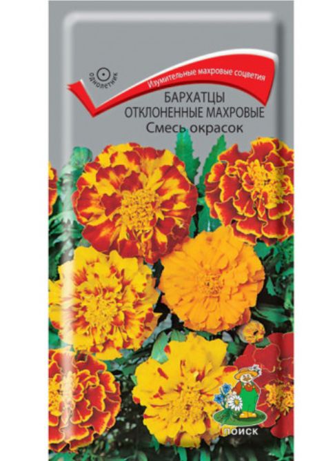 Бархатцы Синие Купить Семена