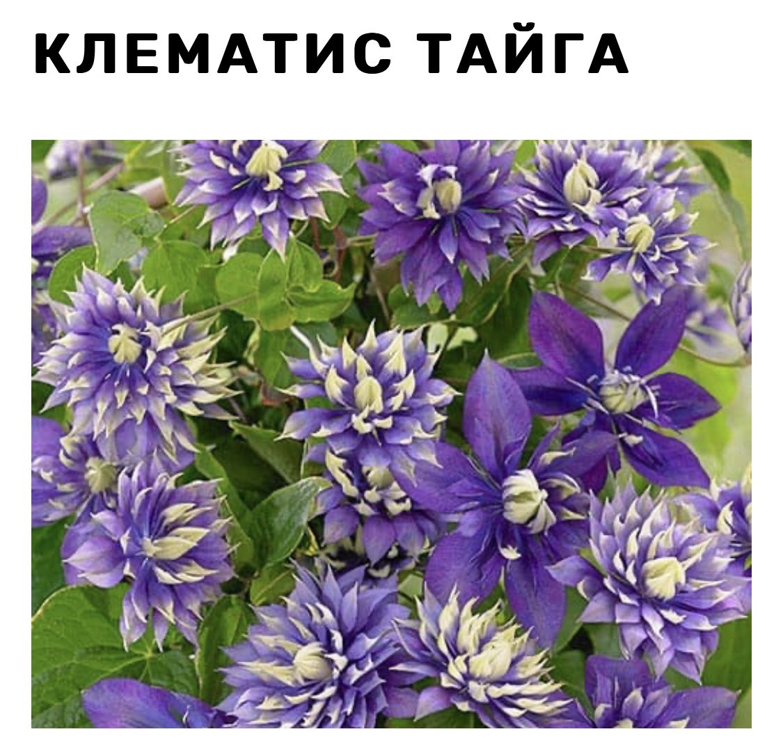 Клематис Тайга Купить В Ярославле