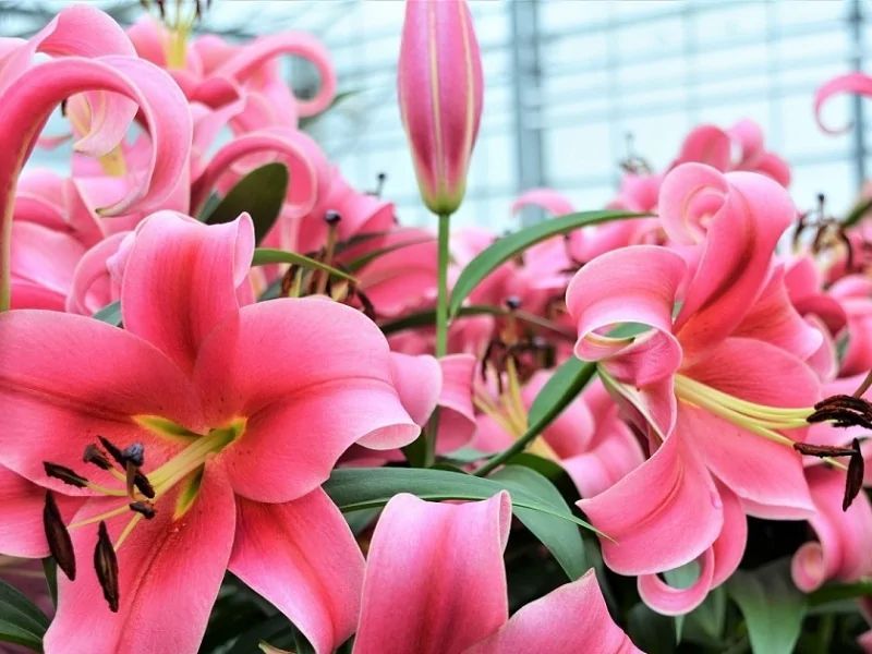 Lilium Zambesi White flower farm, Lily bulbs, Lily