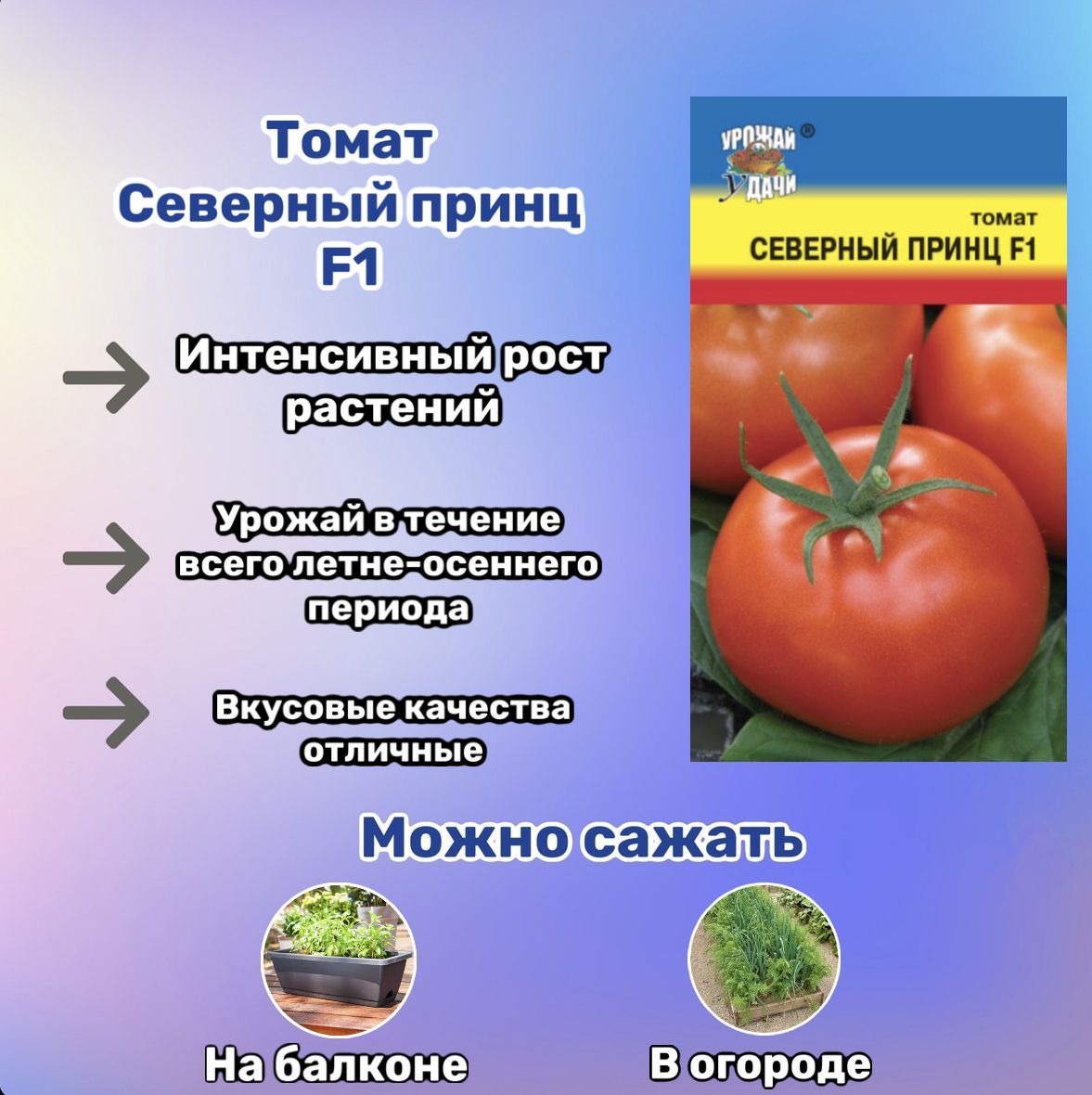 Томат северный румянец характеристика. Помидоры Северная Малютка. Томат Северный Барс. Томат Семеновна.