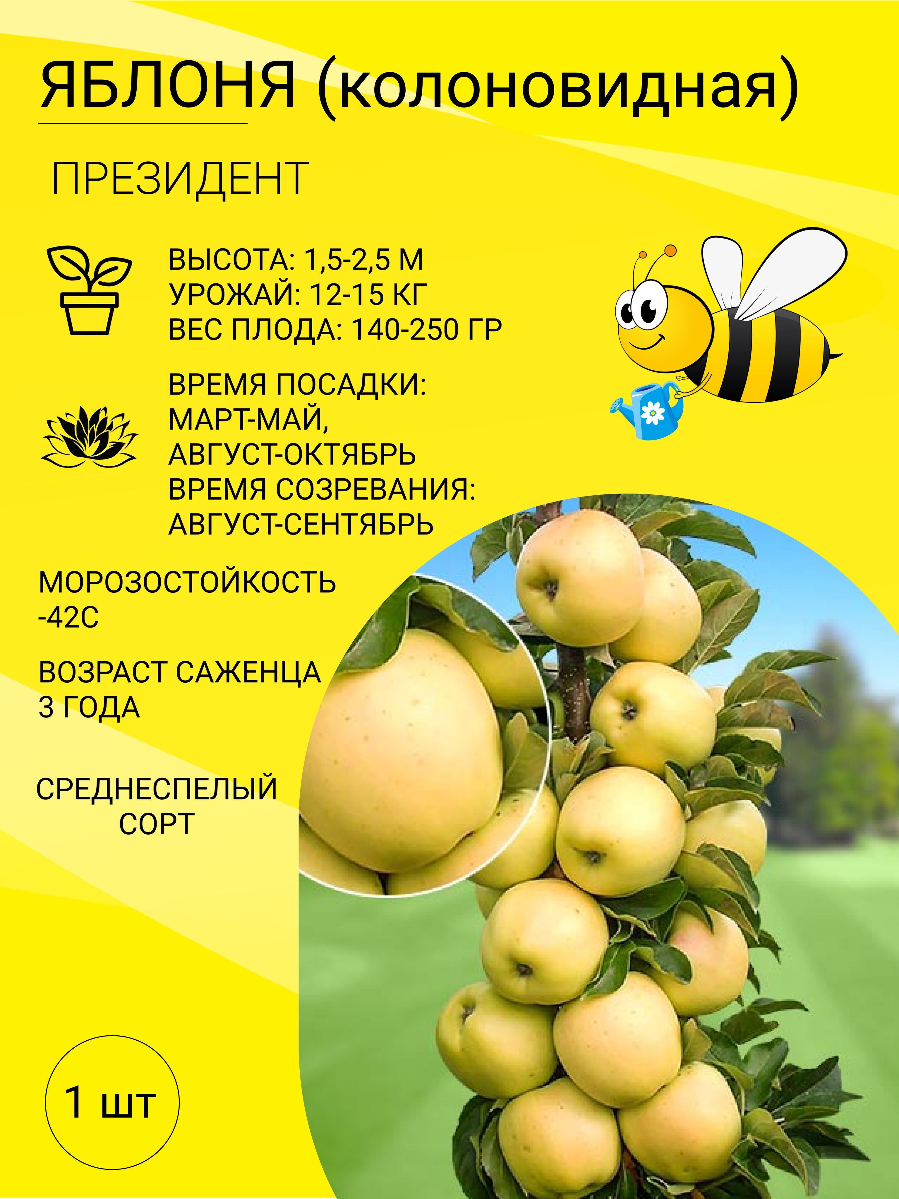 Колоновидная Яблоня Гирлянда Описание Фото Отзывы