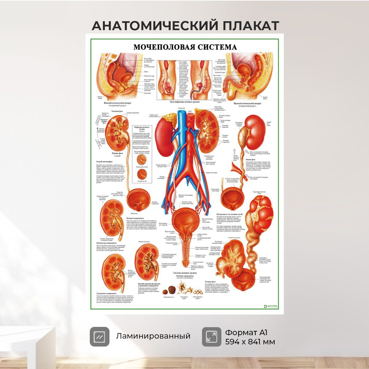 Анатомический плакат. Мочеполовая система плакат. Анатомические плакаты. Медицинские плакаты. Анатомический плакат человека.