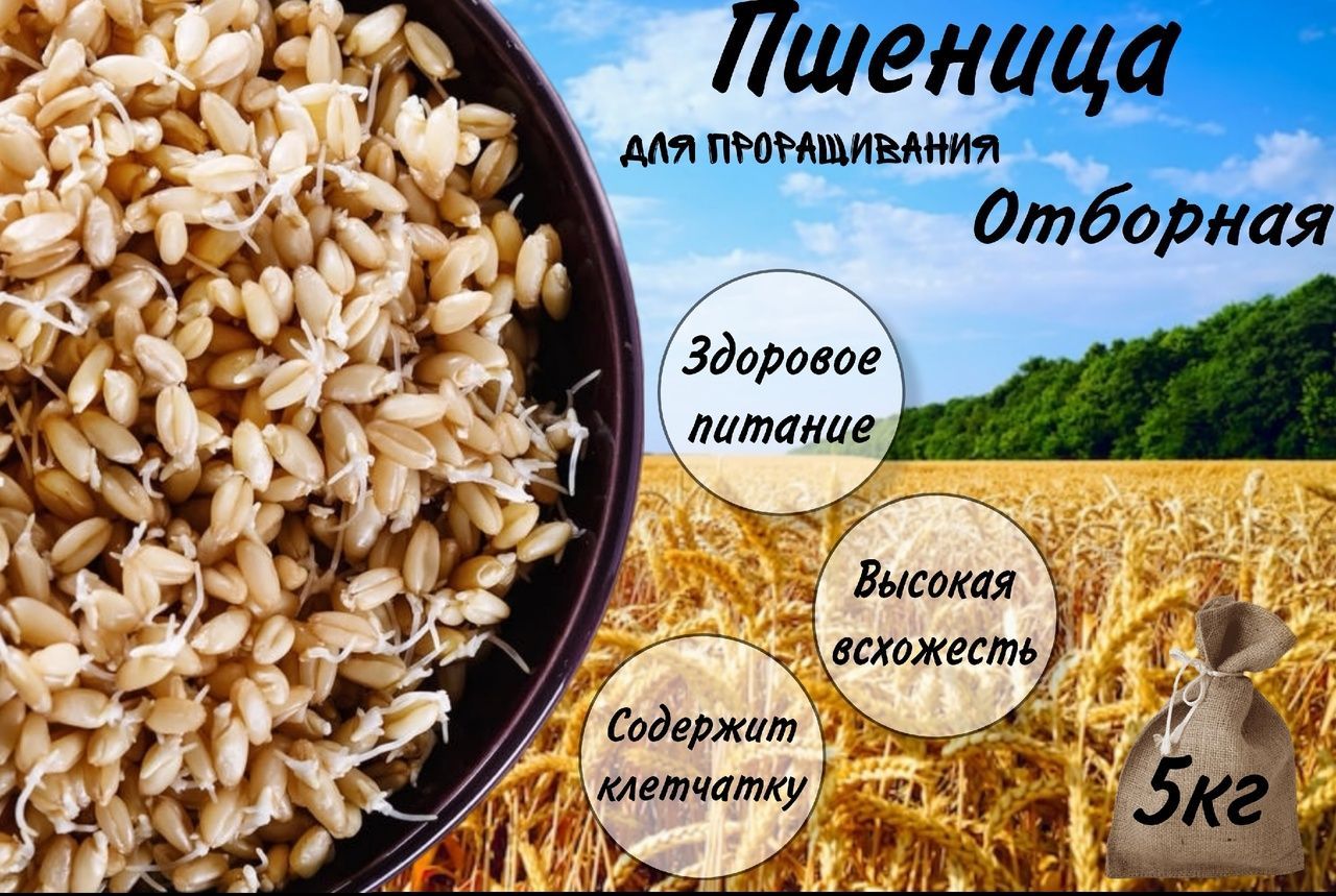 Пшеница для проращивания