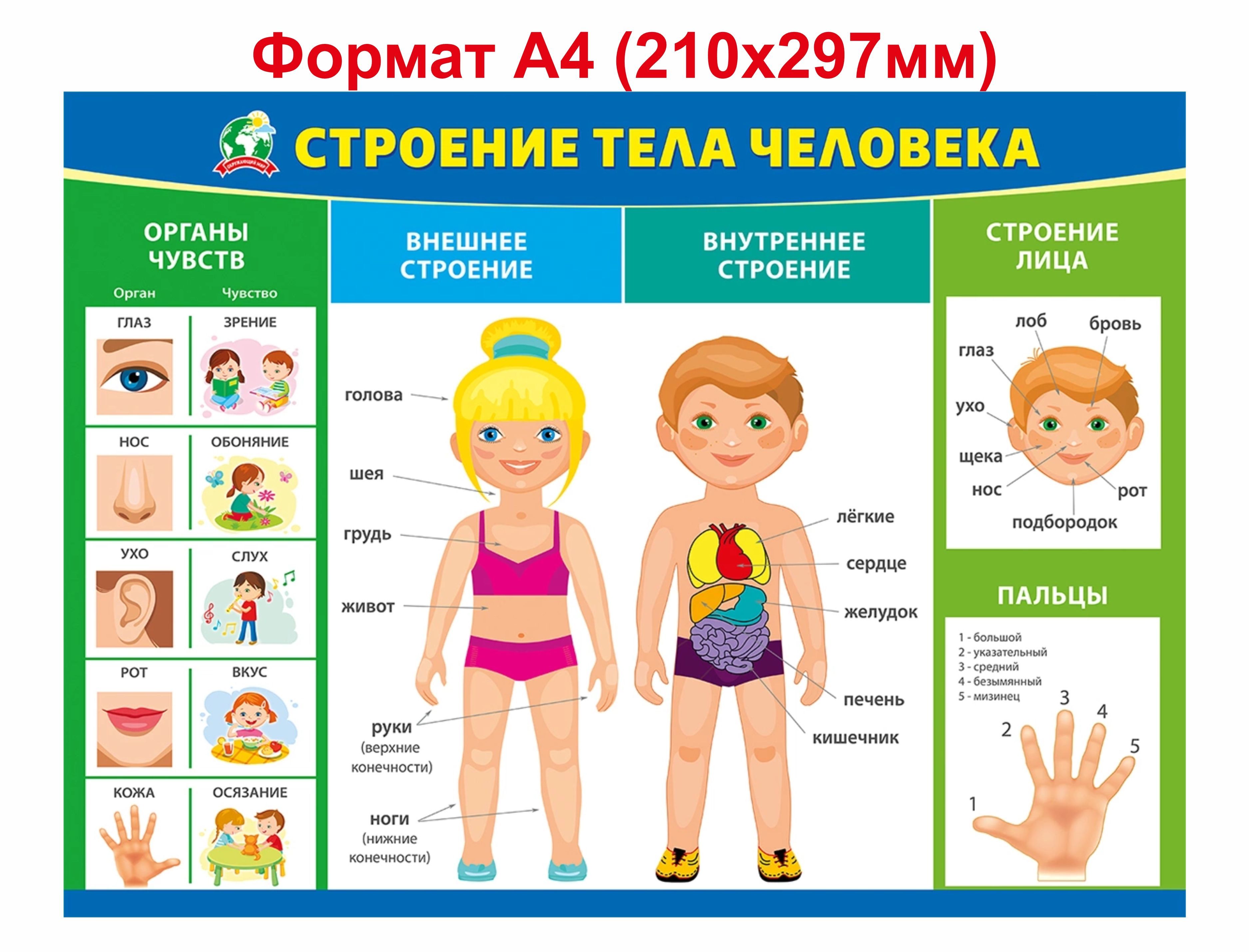 Стр классу. Строение тела человека. Организм человека для дошкольников. Плакат тело человека для детского сада. Плакат части тела человека для детского сада.