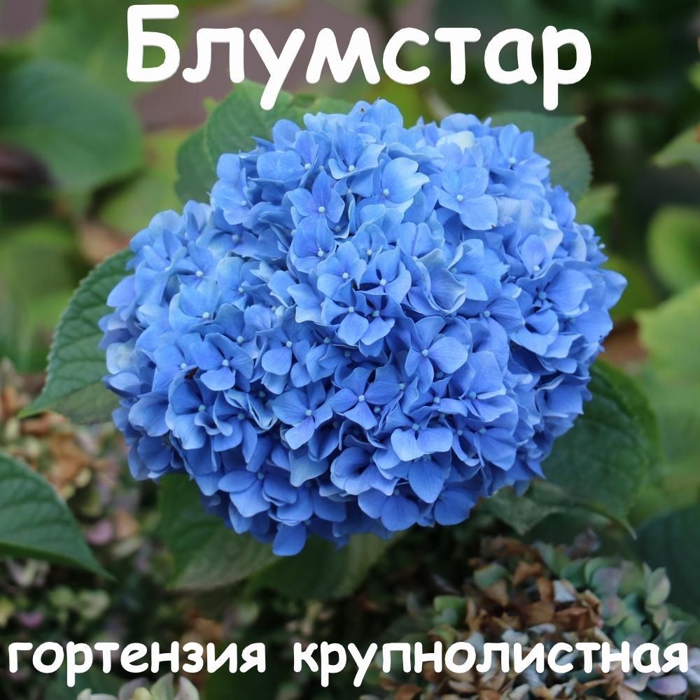 "Блумстар" крупнолистная гортензия