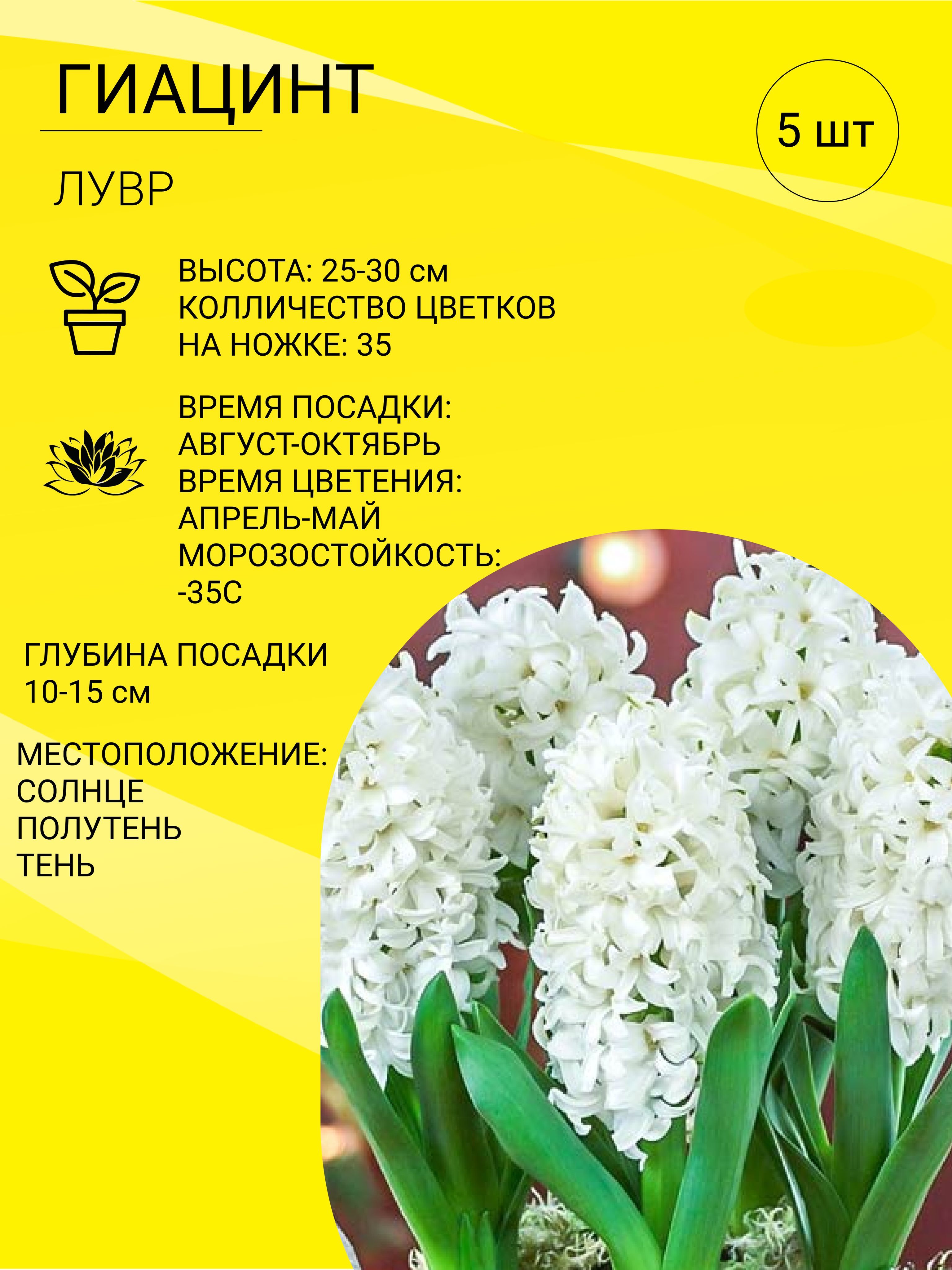 Луковичное цветущее многолетнее <b>растение</b> <b>гиацинт</b> (Hyacinthus) является пред...