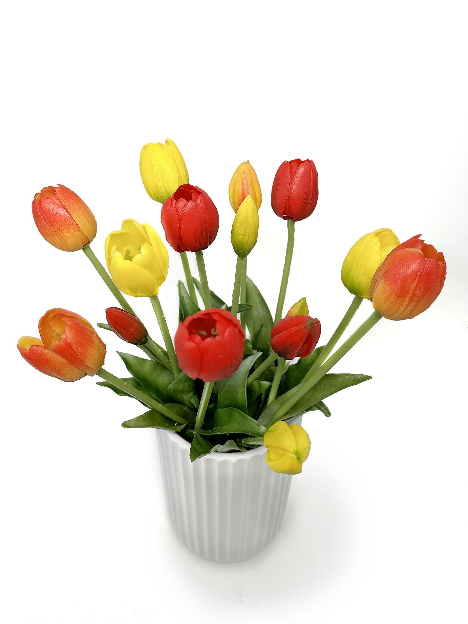 Фото тюльпанов на земле. Пестролистность тюльпанов. Плюс и минус на тюльпанах. Вирусная пестролистность тюльпанов. Пестролепестность тюльпанов.