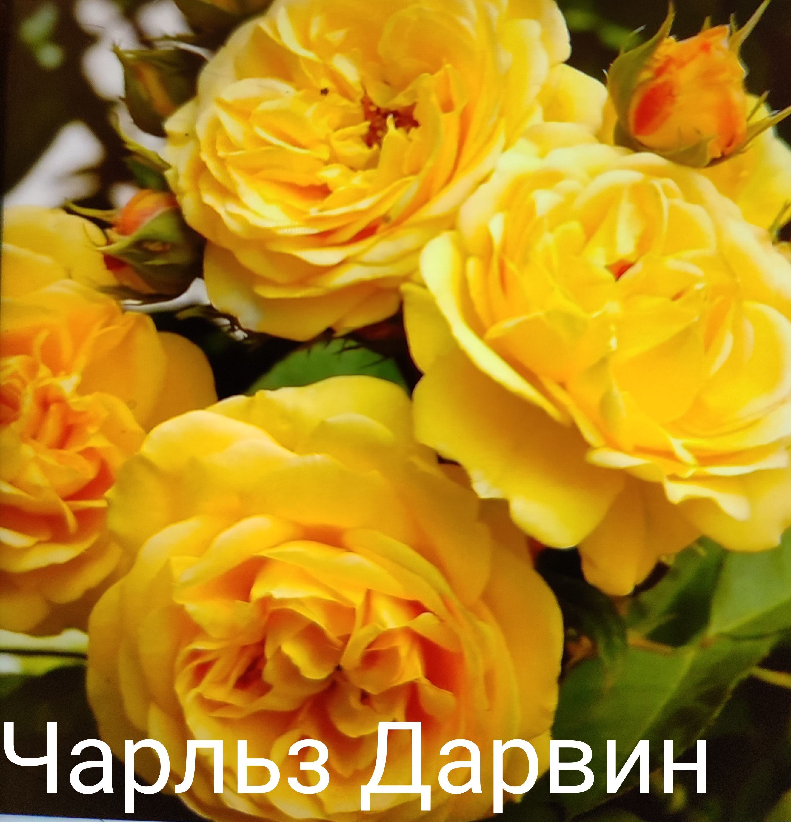 Роза чарльз дарвин фото и описание