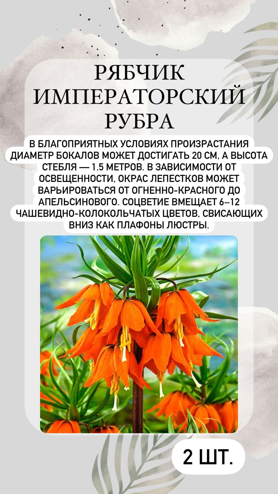 Луковицы рябчиков