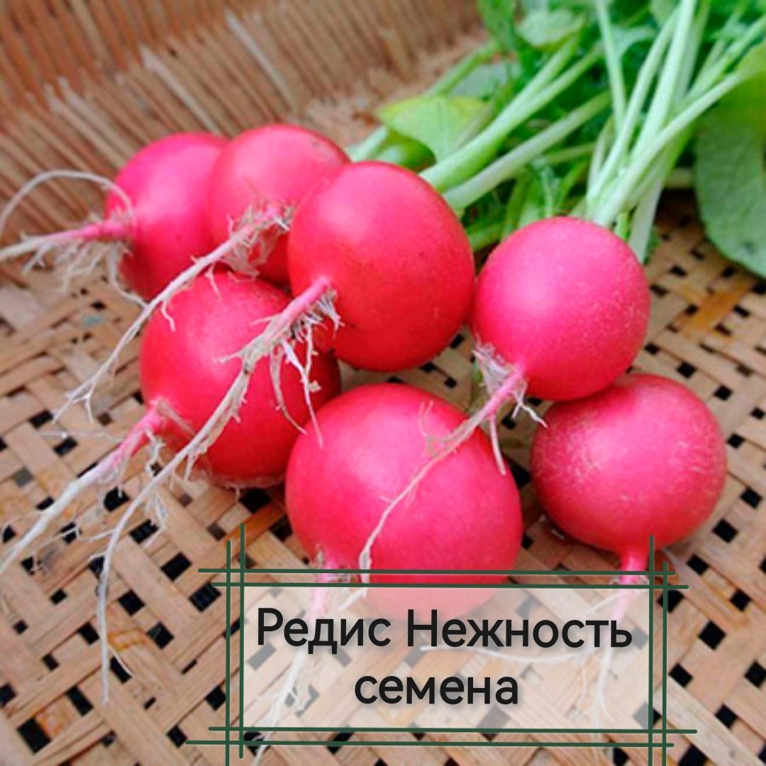 Редька красная