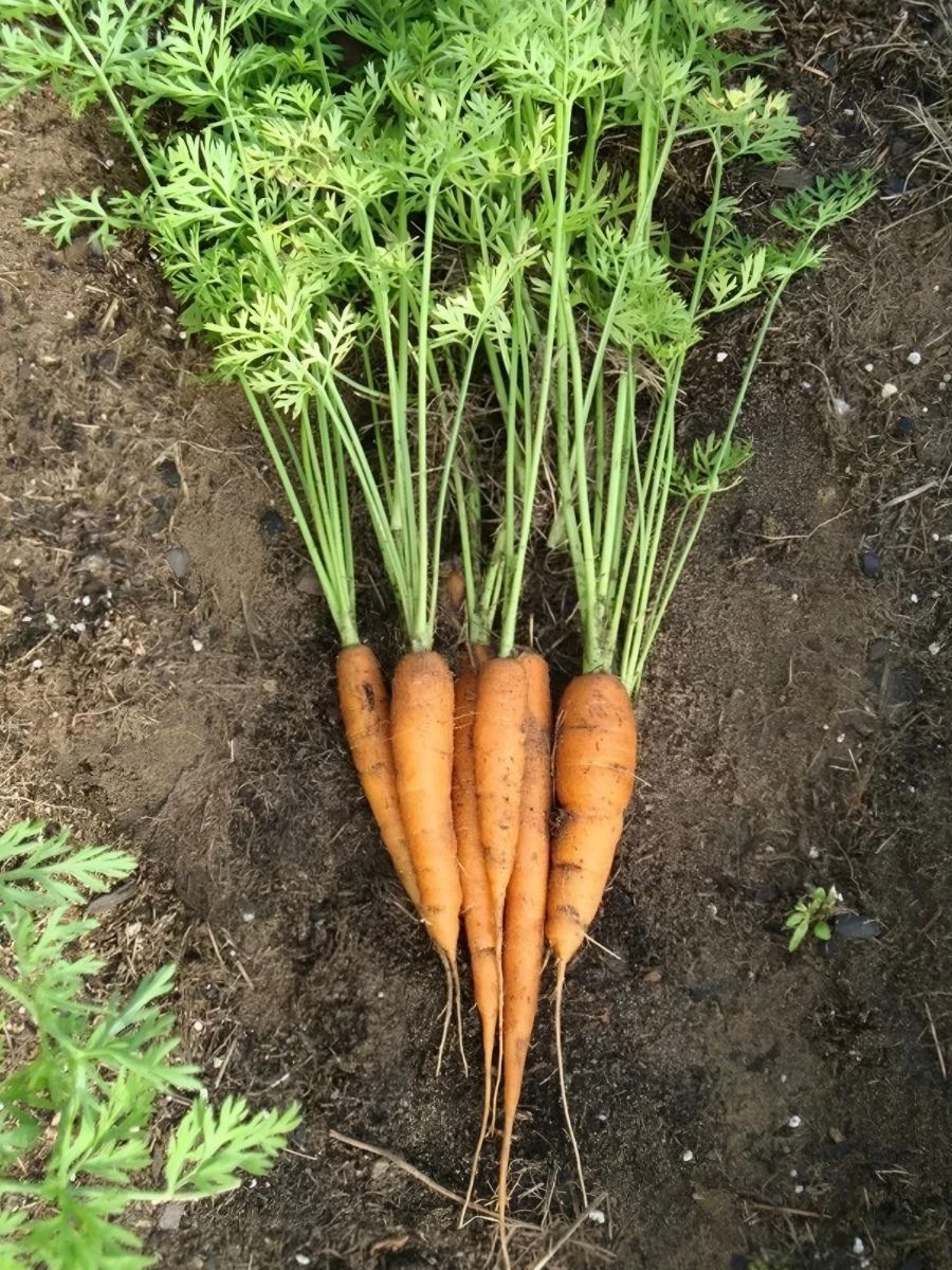 Как растет морковь. Морковь Каллисто f1. Морковь с ботвой. Юкон морковь. Дикая морковь корнеплод.