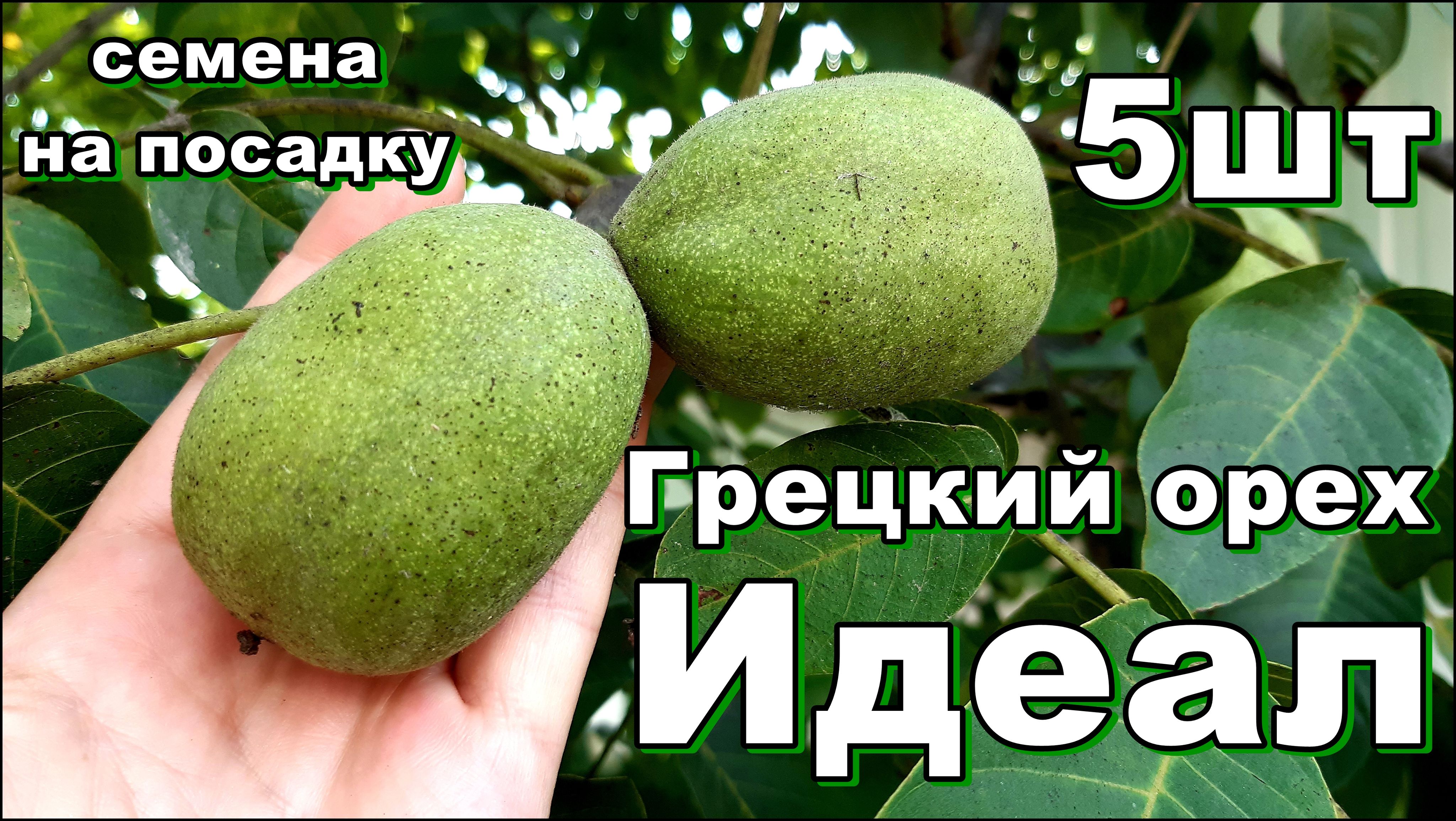 Купить В Золотом Орехе