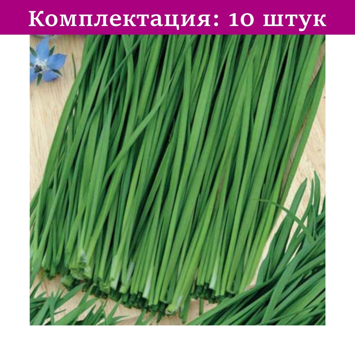 Чеснок зелень фото. Лук шнитт Богемия. Лук зеленый шнитт. Лук многолетний шнитт зеленый. Лук шнитт весенний.