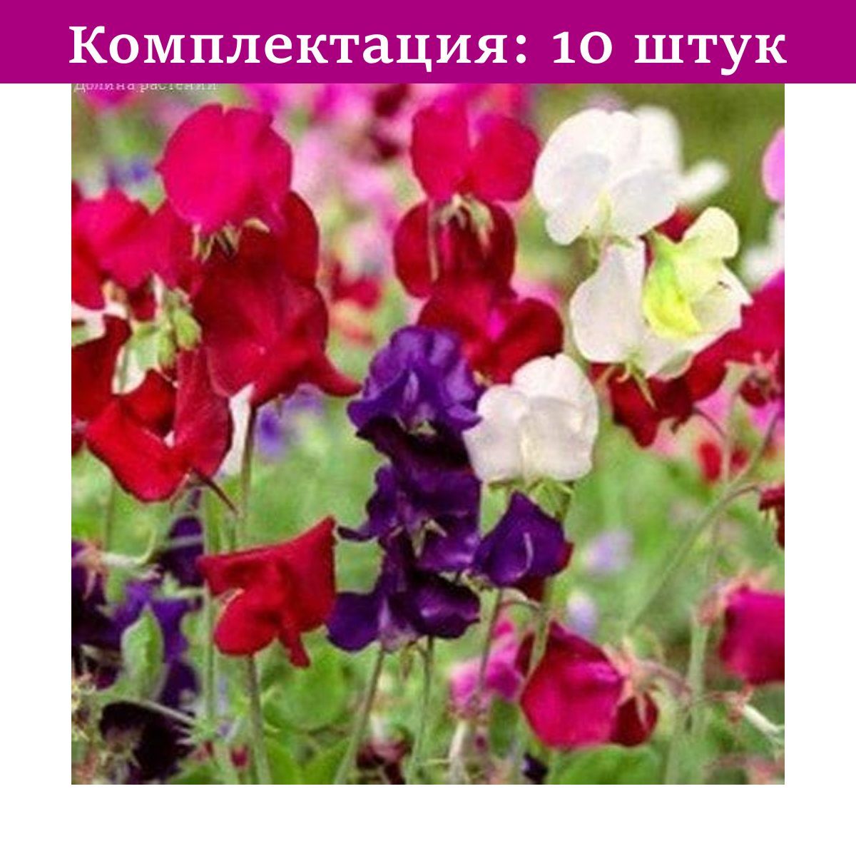 Купить Садовые Цветы В Интернет Магазине