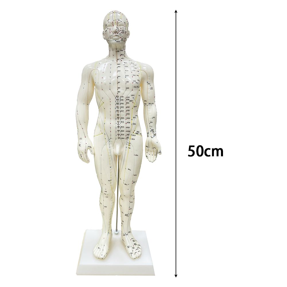 48CM/50CM мужская акупунктура точки человеческого тела меридианы модели