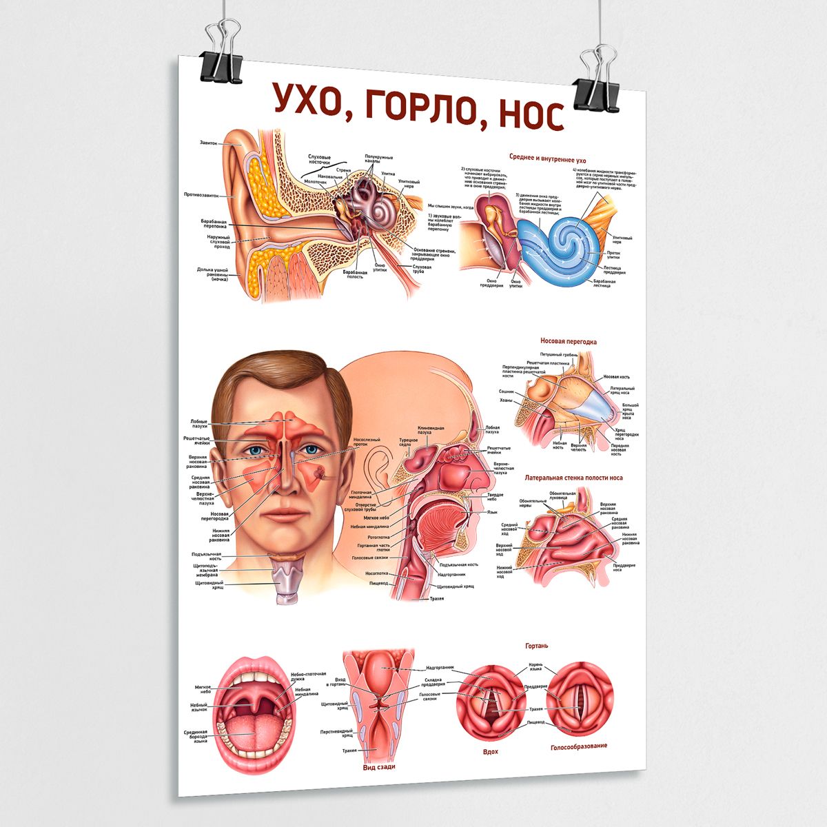 Берегите Уши Плакат