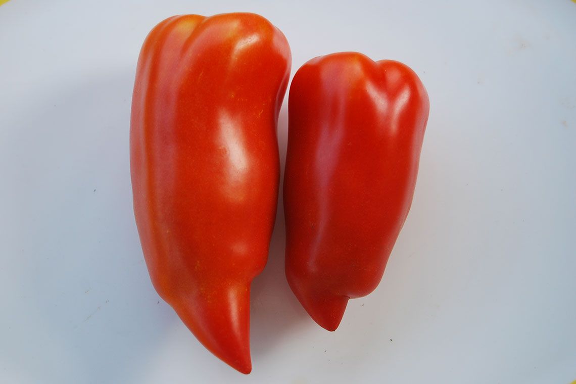 томат джерси. томат дьявол джерси. помидоры дьявол джерси. томат джерси дэвилз. перец илья.
