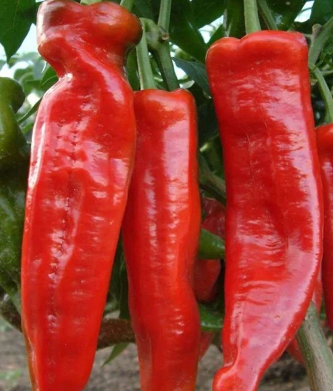 Перец изобилие. Перец острый двойное изобилие f1. Перец острый двойное изобилие f1. Перец горький астраханский 147. Перец полуострый букет востока 0,1 г.