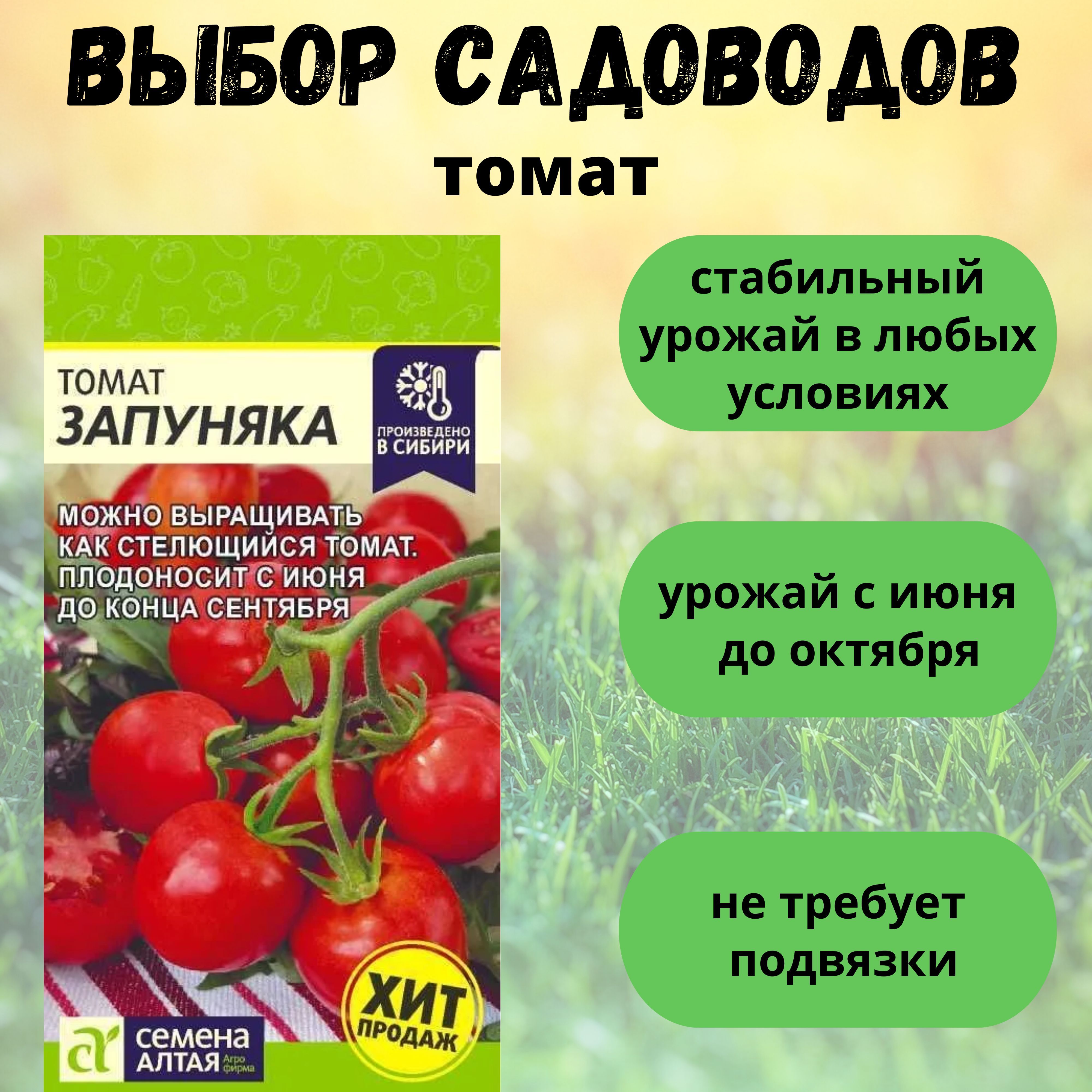 Помидоры запуняка описание сорта фото отзывы. Томат Запуняка семена Алтая. Запуняка томат описание и фото. Характеристика и описание томата Запуняка.