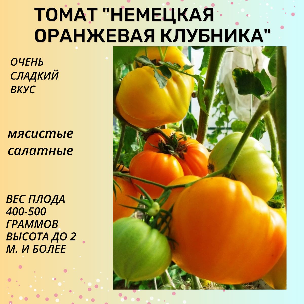 Томат Немецкая Оранжевая Клубника Отзывы Фото