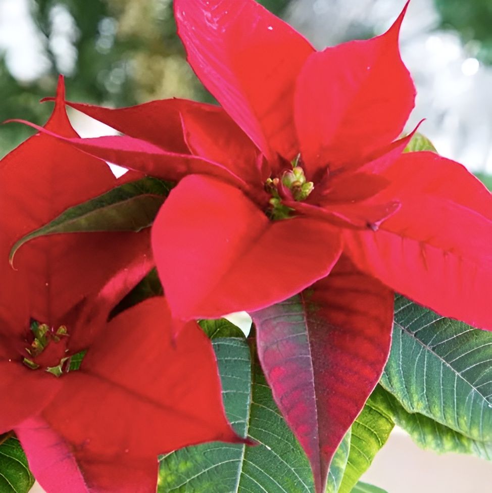 Пуансеттия Фрея Красная (Poinsettia Freya Red) D13см