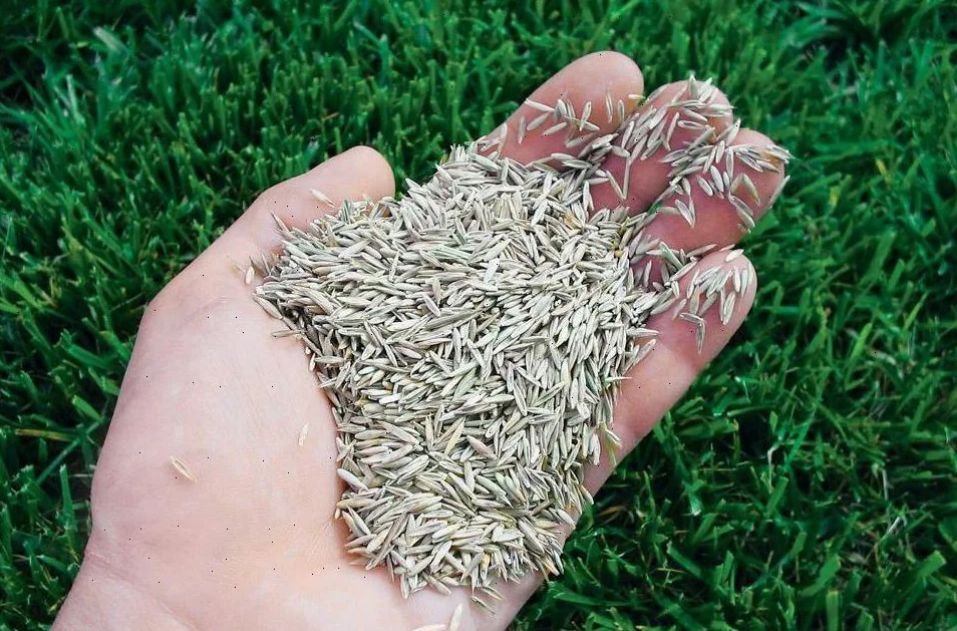 Семена травы для стадионов