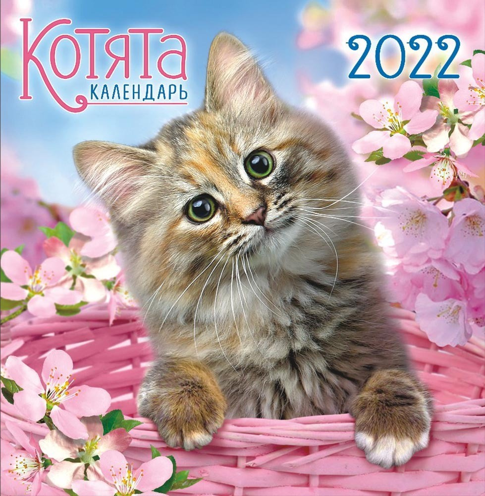 Котята Новые Серии 2022 Года Котята Новые Серии 2022 Года