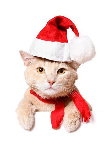 Новогодняя Одежда Для Кошек