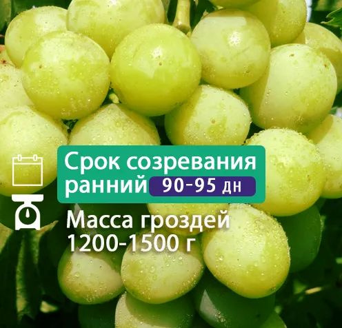 Кинельский Виноград Купить Саженцы В Самаре