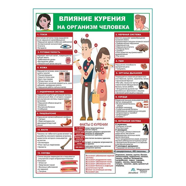 Как курение влияет на организм человека проект