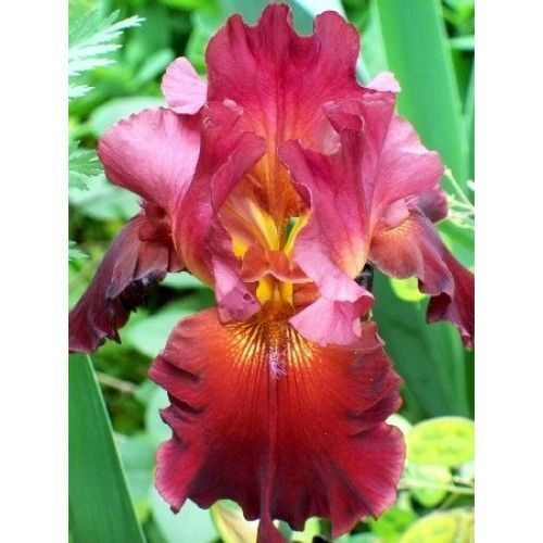 Ирис Даски - купить с доставкой по выгодным ценам в интернет-магазине ...