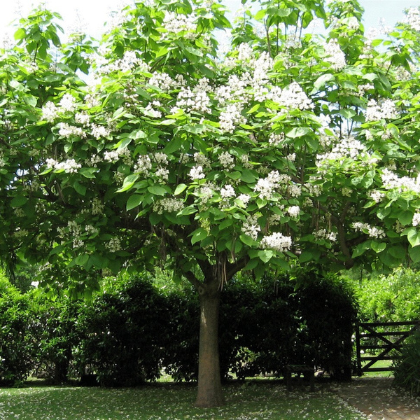 What's in Bloom Now? Garden Updates July 15 - 29 - The Butchart Gardens