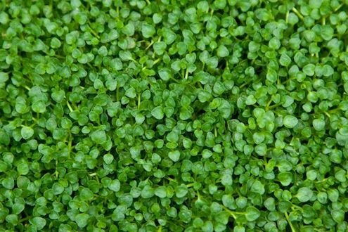 Посадка микроклевера в Воскресенске. Цена товара 500 руб./кв.м, в наличии - BLIZ