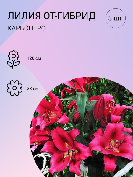 Луковицы Лилии купить по выгодной цене в интернет-магазине OZON (618066046)