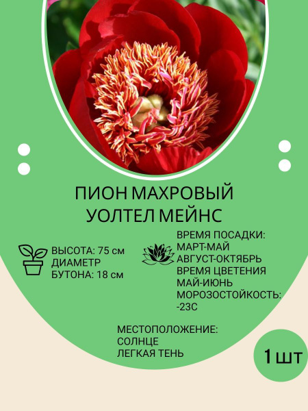 Корни - купить с доставкой по выгодным ценам в интернет-магазине OZON ...