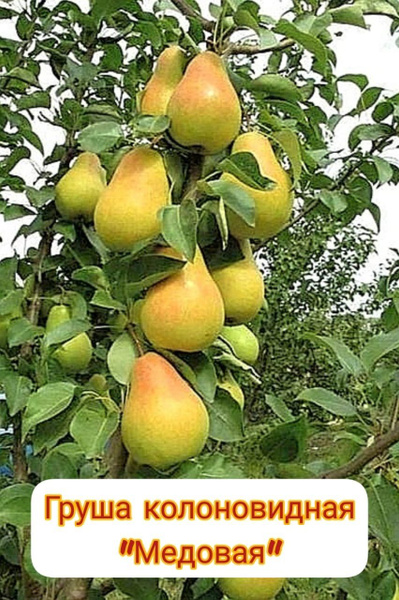Груша колосовидная медовая - купить с доставкой по выгодным ценам в ...