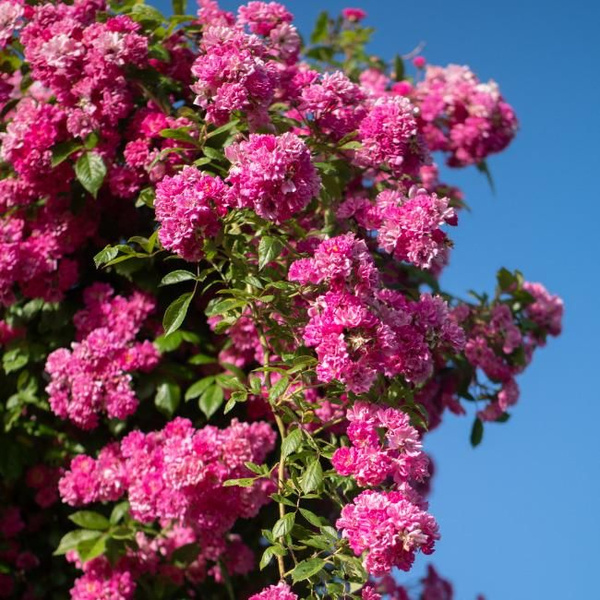 Роза плетистая Вартбург саженец - купить с доставкой по выгодным ценам ...