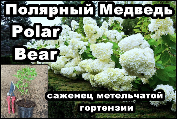 Гортензия Полярный Медведь Осенью Фото