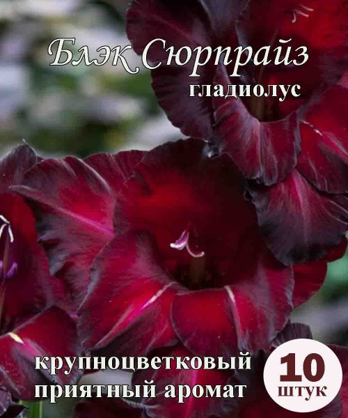 Гладиолус Крупноцветковый Блэк Сюрпрайз, 10 шт., с бархатной фактурой и ...
