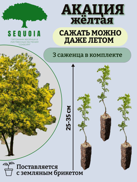 Акация Желтая -3 саженца - купить с доставкой по выгодным ценам в ...