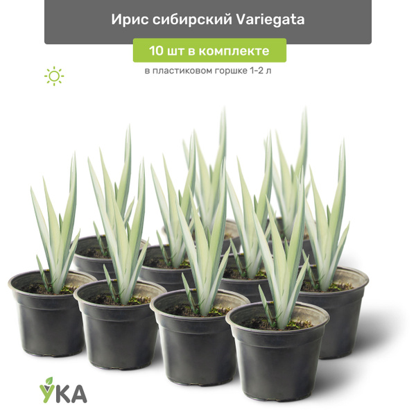 Ирис сибирский Variegata (Вариегата) в пластиковом горшке 1-2 л ...