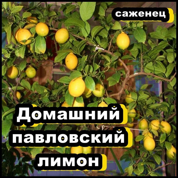 Где Купить Павловские Лимоны Саженцы
