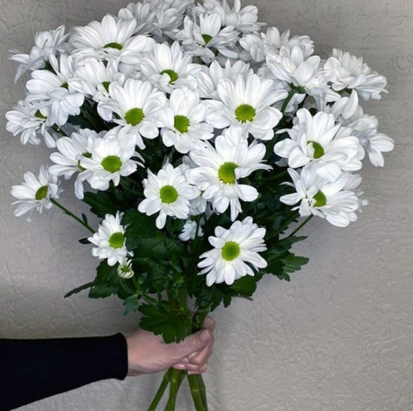 Кустовые хризантемы JUM FLOWER, цвет хризантема купить по выгодной цене ...
