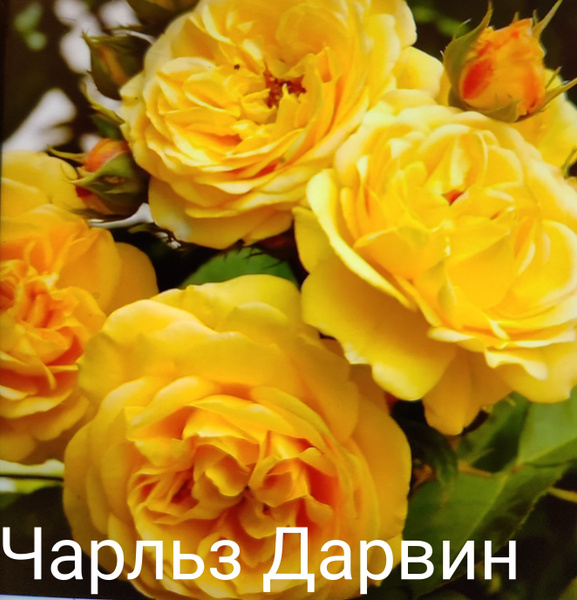 Дарвин роза фото и описание